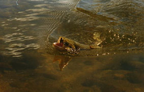 truchas en asturias,pesca truchas,asturias mosca,pesca a mosca pesca mosca